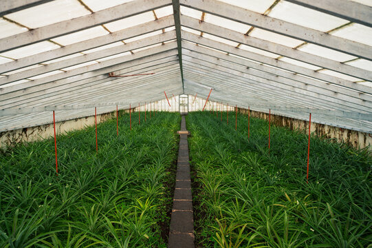 Pineapple Plantation in Greenhouse horizontal view