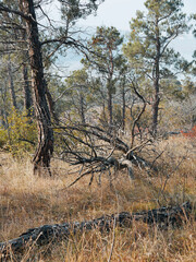 Autumn wood with fallen trees