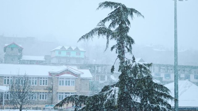 4K Slow motion shot of snowfall in front of Pine tree during a winter storm as seen from Sangla village in Kinnaur district, Himachal Pradesh, India. Scenic view of snow falling in village.