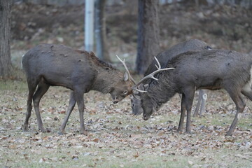 Fototapeta premium 角を突きあうエゾシカ