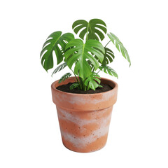 Obraz premium A healthy green monstera deliciosa plant with large fenestrated leaves in a terracotta pot isolated on transparent background