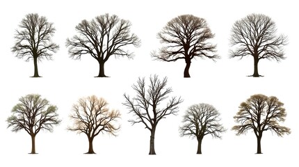 an assortment of various bare trees silhouette against the sky, each displaying a unique form