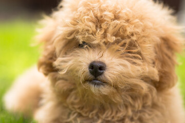 A small Maltipoo lies calmly on a leash in the park