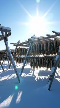 Drying Cod Fish on Traditional Rack in Winter Arctic, Tromso Norway