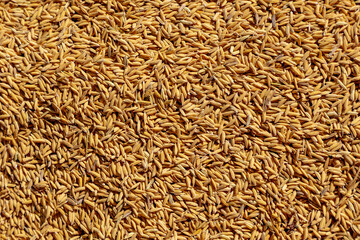 Golden yellow rice kernel under to sun after harvested, Drying rice paddy on the floor in outdoor open air, Agriculture countryside farm in the northern of Thailand, Nature texture pattern background.