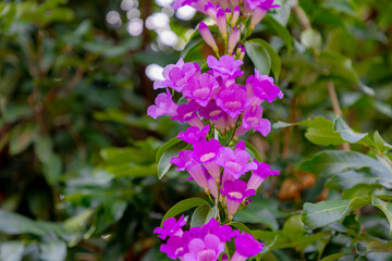 Naklejka premium Selective focus of branches of Mansoa alliacea or garlic vine is a species of tropical liana in the trumpet-creeper family, Beautiful blossom purple flowers in the garden, Natural floral background.