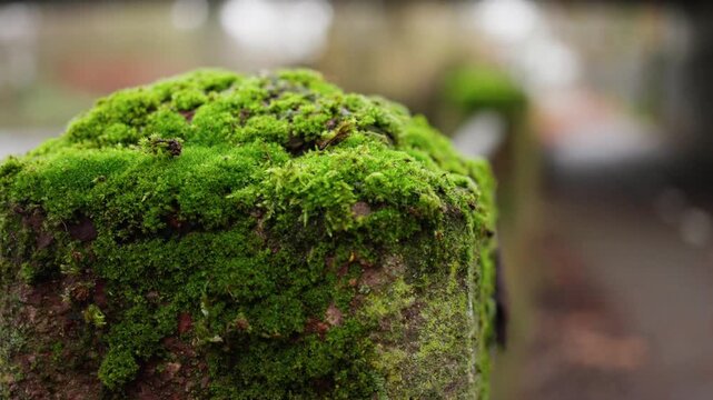 close up green moss covered post, soft cushion growth on weathered stone bollard with blurred park railing in background, damp vibrant texture, quiet natural detail evoking calm and slow decay