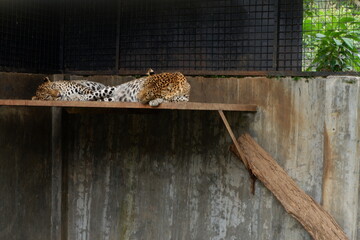 Tranquil Wildlife Portrait of Two Resting Leopard Felines on Platform © RifaldiMuhammadSalim
