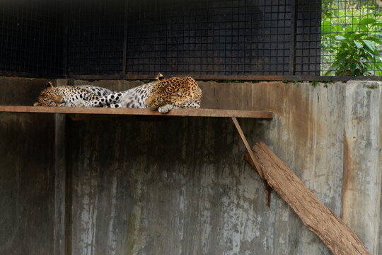 Tranquil Wildlife Portrait of Two Resting Leopard Felines on Platform