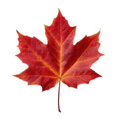Vibrant red maple leaf autumn symbol of canada isolated on transparent background