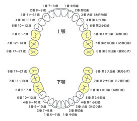永久歯の名称と生える時期