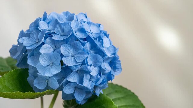 Close-up of vibrant blue hydrangea flower blooming gracefully with lush green leaves set against a soft neutral background captured in detailed frames showcasing natural light and texture