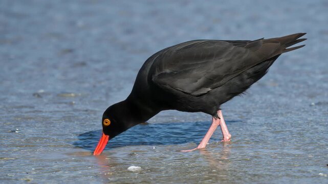 Black oystercatcher bird foraging along the shoreline probing wet sand with its bright orange beak showcasing vibrant colors and textures in a natural coastal setting under soft sunlight.