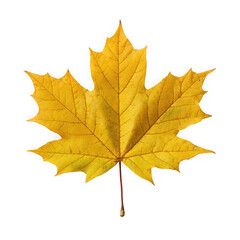 Obraz premium yellow maple leaf