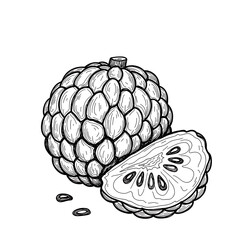 Hand drawn illustration of a custard apple and slice