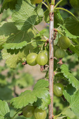 Fresh gooseberries ripening on a garden bush. Detailed close-up of berries and bright leaves in natural daylight, capturing healthy growth and early summer vegetation in the garden.