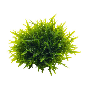 Vibrant Green Aquatic Aquarium Moss Clump Wet Isolated Photo isolated on Transparent Background