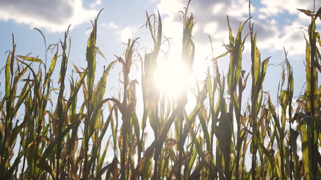 Sunlight shining through corn stalks swaying in wind under blue sky with scattered cloud, maize leaf glinting, crop row pattern, harvest hint, nature detail of towering stalk and warm golden sun