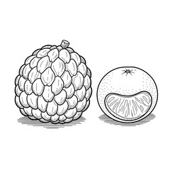 Hand drawn illustration of custard apple and orange slices