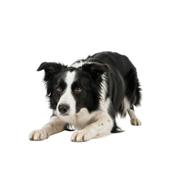 Fototapeta premium Black and White Border Collie Dog Crouching in Play Bow Pose isolated on Transparent Background