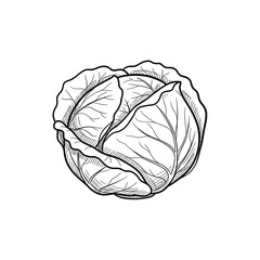 Detailed line drawing of a fresh cabbage head on a black background