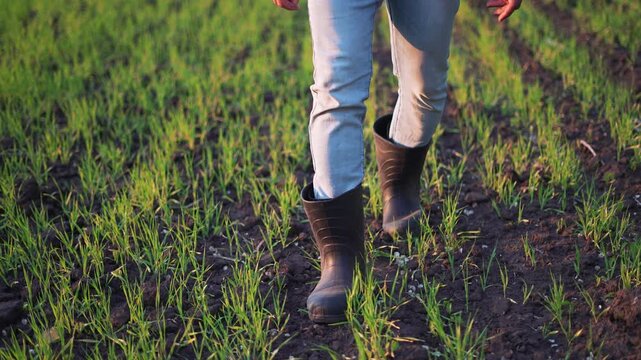 Walking through green crop field booted leg in jeans steps on wet soil, farmer inspects grass and crop growth, agriculture worker evaluates soil condition while walking with slow pace for harvest