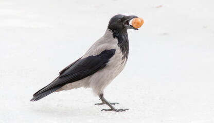 black winged blackbird