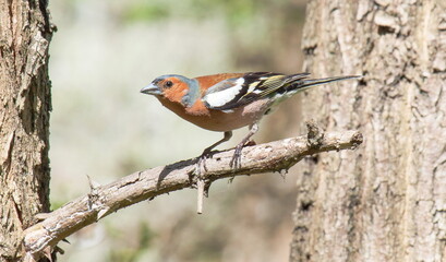 robin on a branch