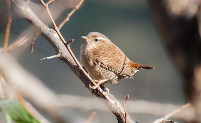 female house sparrow passer domesticus