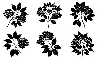 Elegant elderberry branches in a botanical silhouette design perfect for invitations, stationery, or chic brand elements with a timeless, natural aesthetic