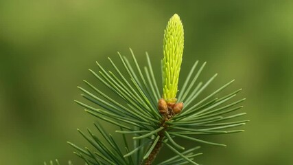Close-up of a vibrant new pine cone emerging from a cluster of green pine needles set against a soft-focus natural background showcasing detailed textures and colors of foliage - Powered by Adobe