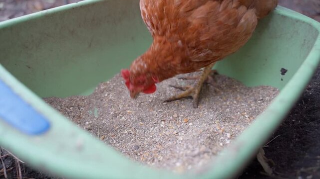 A laying hen of the Lohmann Brown breed pecks food from a feeder, close-up in slow motion