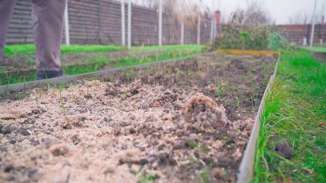 Chicken manure mixed with wood sawdust is poured onto the garden bed