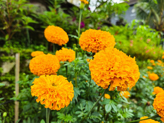 Tagetes erecta. Close up of beautiful orange marigold flower.