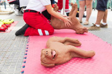 First aid training demonstration with professional paramedics teaching cardiopulmonary resuscitation CPR techniques using realistic dog mannequins on outdoor event safety awareness program