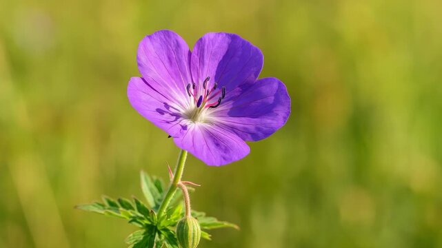 Close-up of a vibrant purple geranium flower blooming in a sunlit meadow with soft green grass in the background showcasing intricate details of petals and foliage in natural light