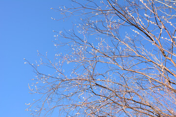 Early Spring Buds on Bare willow Tree Branches Against a Clear Blue Sky