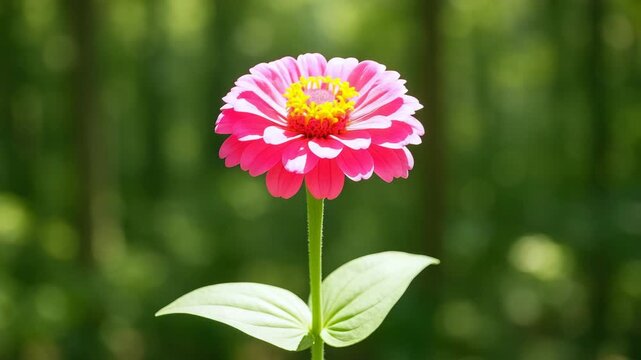 Close-up of a vibrant pink zinnia flower blooming with lush green leaves in a natural forest setting under soft sunlight highlighting its intricate petals and yellow center against a blurred