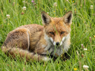 A red fox sitting on the green grass