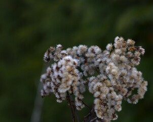 Canadian goldenrod (Solidago canadensis) that has bloomed and formed seed heads.