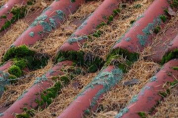 Old red tile roof covered with moss and dry pine needles