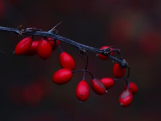 A sprig of ripe barberry fruits, close-up