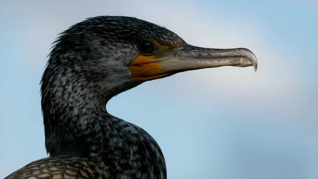 Close-up of a cormorant bird with striking green eye and orange throat showcasing detailed feather textures and profile in soft natural light against a clear blue sky