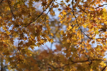 モミジの枝の隙間から見た、やわらかな木漏れ日