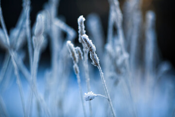 Frost on the plants in the autumn