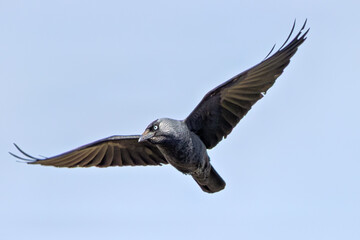 Jackdaw (Corvus monedula) widespread across Europe in parks towns and woodlands