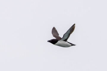 Razorbill (Alca torda) North Atlantic cliffs and rocky coasts