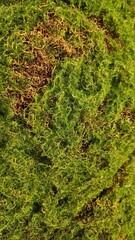 Faux landscaping, faux moss landscaping, simple faux moss texture, faux moss texture, simple faux landscaping, simple faux landscaping texture 2
