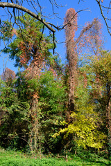 The Monza park at October