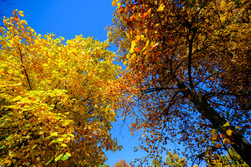 The Monza park at October